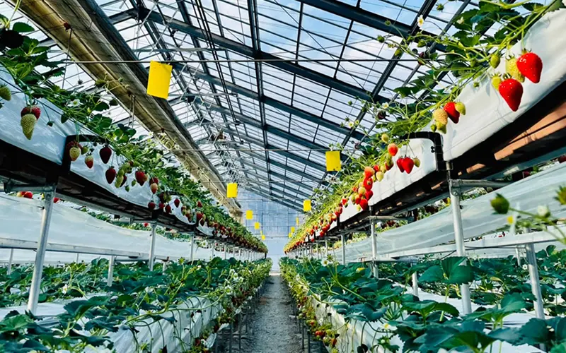 いちごの栽培方法