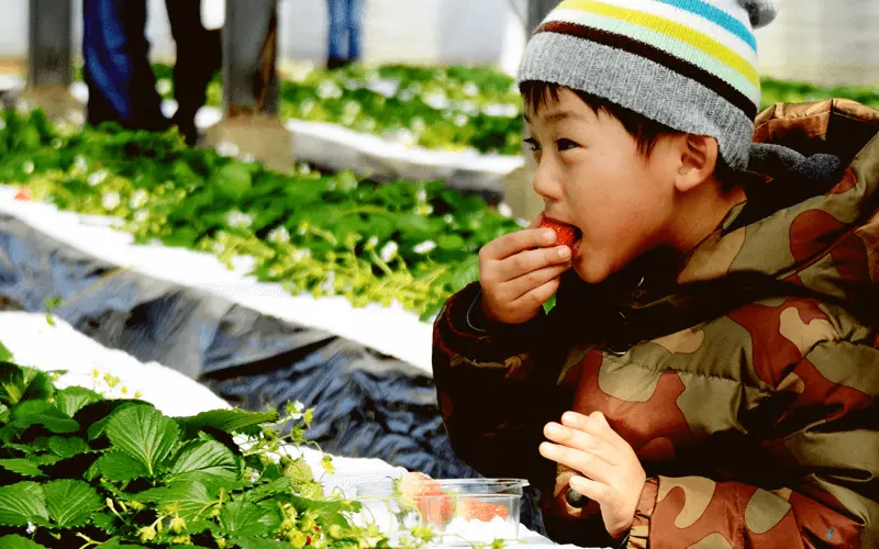 安心安全のいちご