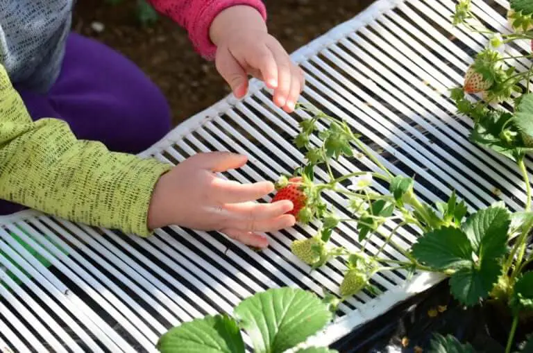 自分でとって自分でたのしむ