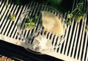 おかわり自由でお楽しみいただけるホイップクリームと練乳のお皿