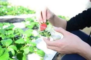 いちご狩りは温室ハウス内で