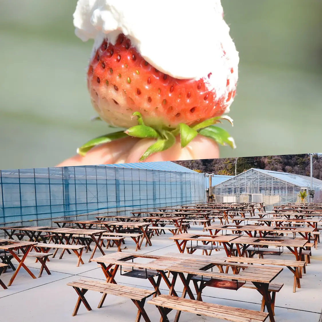 いちご狩り+持ち込みBBQ
